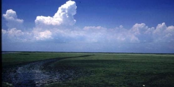 Hydrilla Infestation, USDI National Park Service
