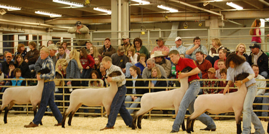 showing sheep