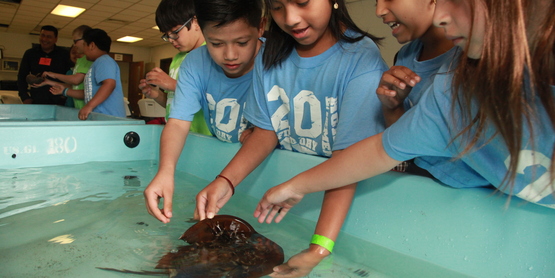 SAMC touch tanks