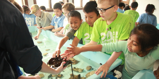 SAMC Touch tanks (2)