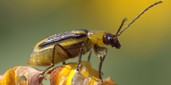 Striped cucumber beetle Acalymma vittatum (Fabricius, 1775) from Bugwood.org