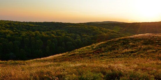 Hill and Forest