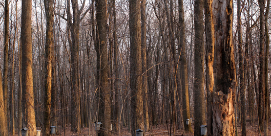 Tree Sap Drip Buckets