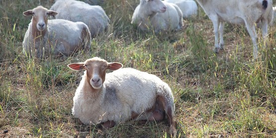 Glynwood goats
