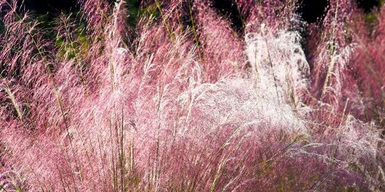 Purple Love Grass