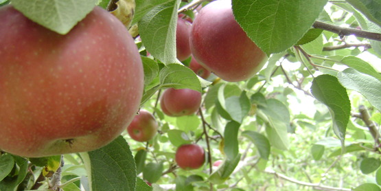 apples
