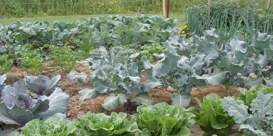 CCE-Schuyler Community Gardens 2009
cabbage, lettuce, celery, onions