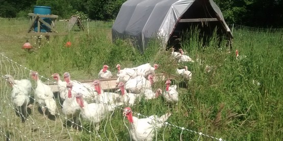 Turkeys at Stonecrop