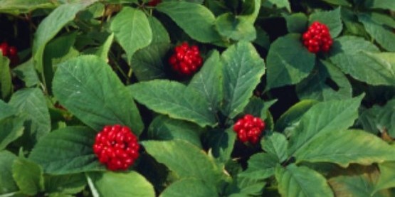 ginseng