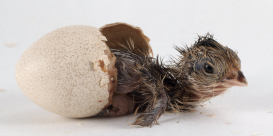 Chick hatching 