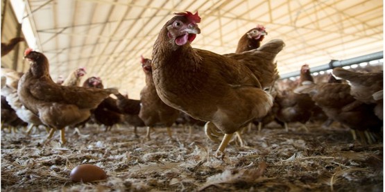 CHICKENS