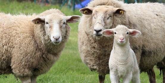 small ruminants (sheep or goat)