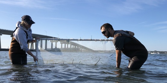 Tiana ponquogue seining day