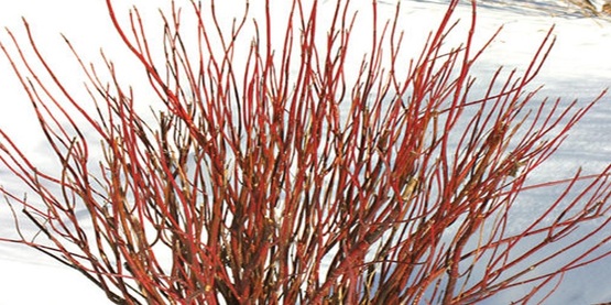 winterizing