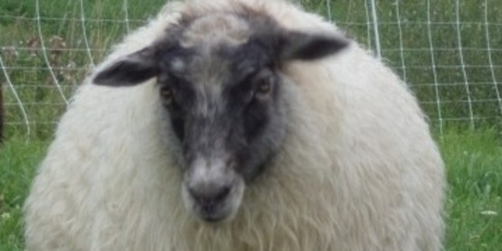Sheep