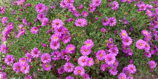 Fall aster