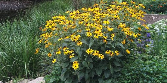 fall flowers