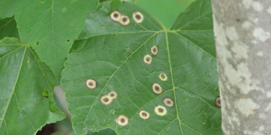 Leaf Disease