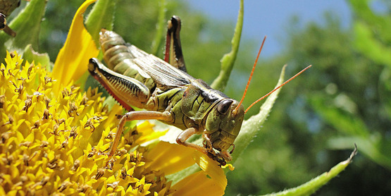 Pest Management - Grasshopper