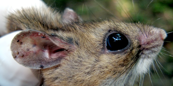 mice and ticks