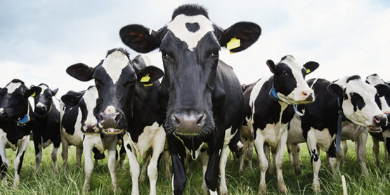 Dairy Farm Strategic Planning