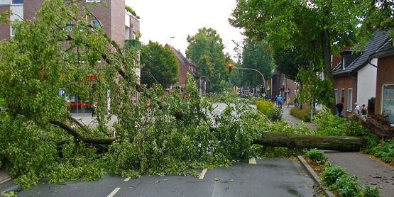 Trees Damaged