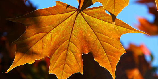 Maple Leaf