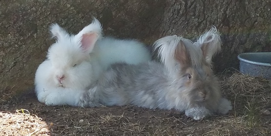 two bunnies hanging out