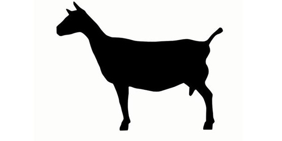 goat