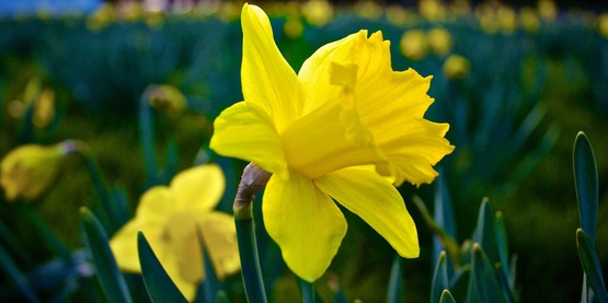yellow daffodil