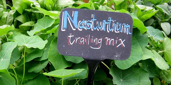 Nasturtium plants for sale at the 2017 Master Gardener Spring Garden Fair and Plant Sale, Ithaca NY