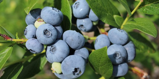 Blueberries