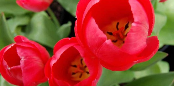 tulips, from the CCE Seneca Facebook page