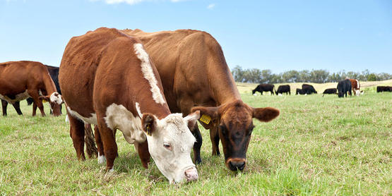 Beef Cattle Grazing In Pasture 