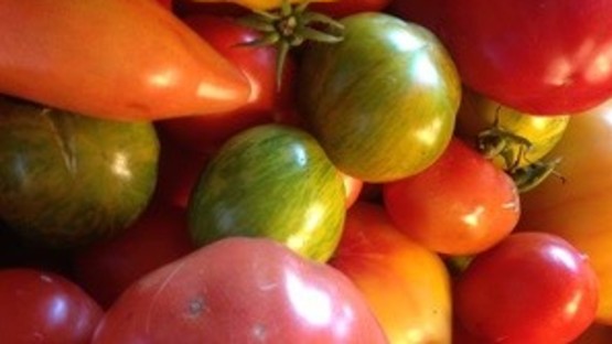 tomatoes