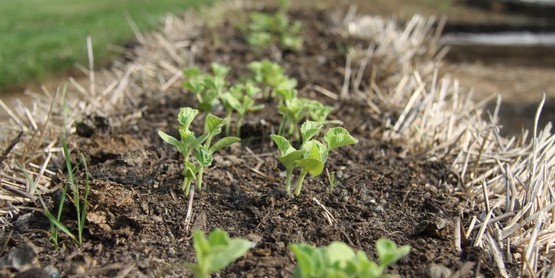straw gardening