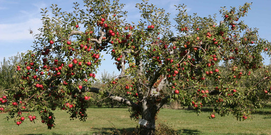 Apple tree