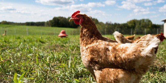 Poultry Production