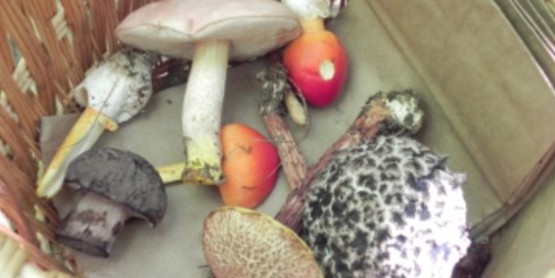 Mushroom Harvest
