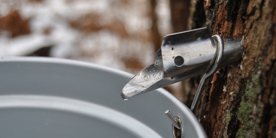 Cornell Cooperative Extension Canceled Beginner Maple Program