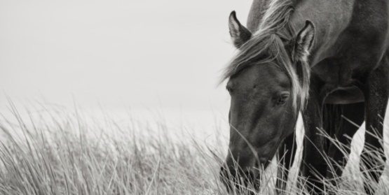 Horse grazing in long grass.