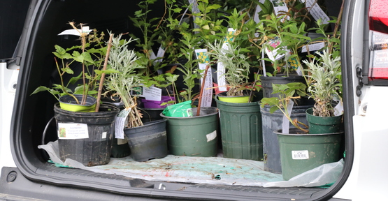 Plants in the trunk of a car