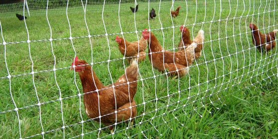 pastured poultry at Quinn's Irish Hill Farm, Freeville NY (Tompkins)