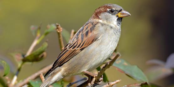 Sparrow 