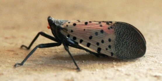 Spotted lanternfly adult from Wikimedia Commons