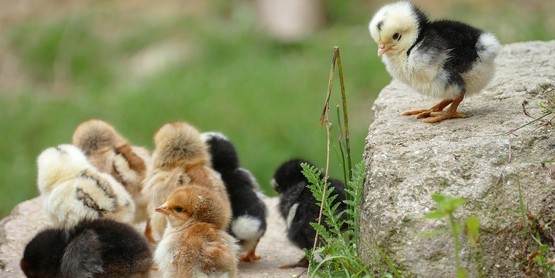 baby chics