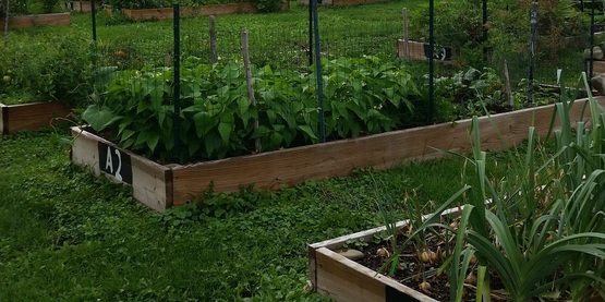 Community Garden