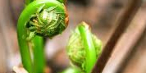 Fiddlehead