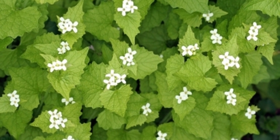 Garlic Mustard