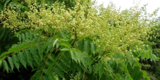 Tree of Heaven flower